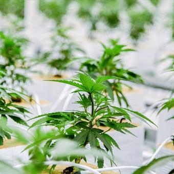 Medicinal marijuana in 2020: COVID-19 and more